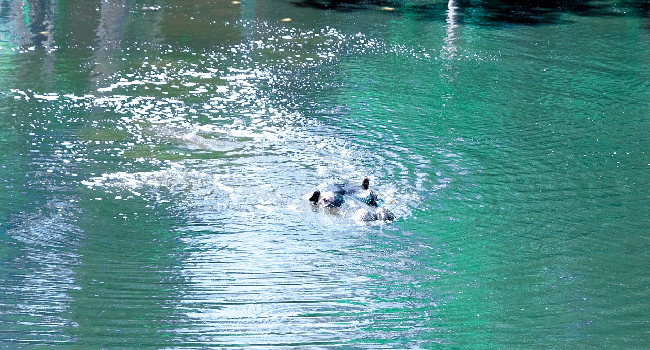 hippo safari animal free photo