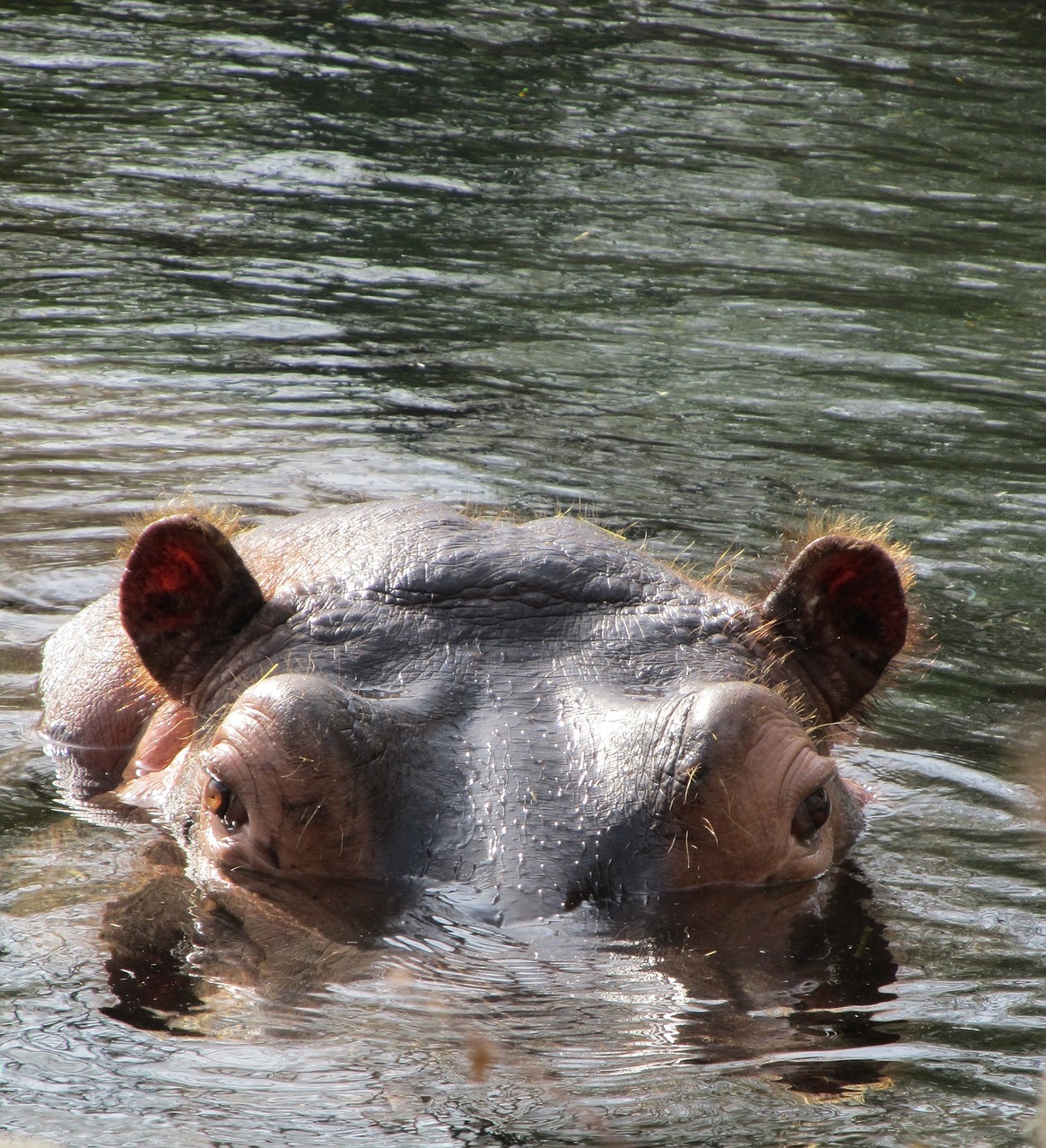 hippo hippopotamus wildlife free photo