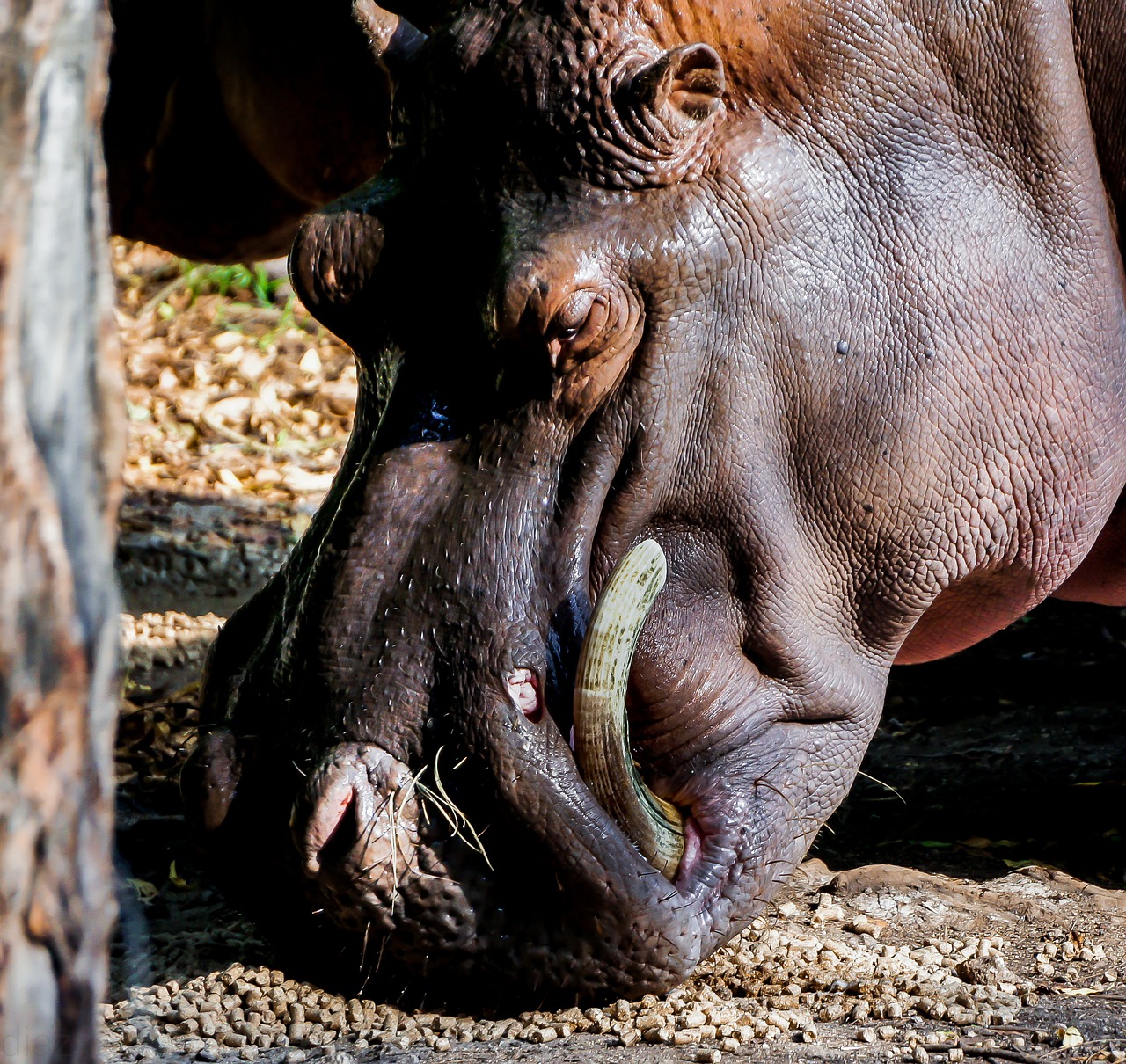 hippo nature wildlife free photo