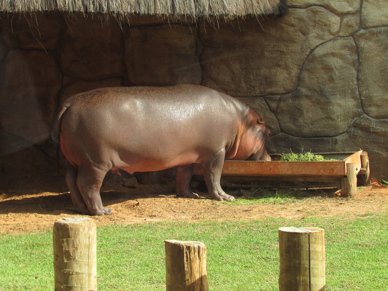 hippo nature animal free photo