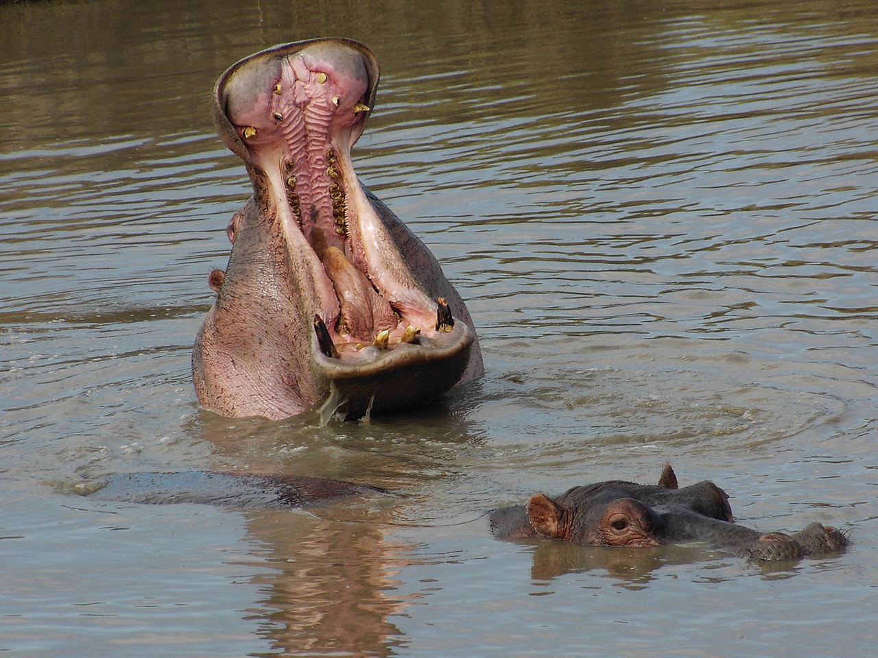 hippo tanzania water free photo