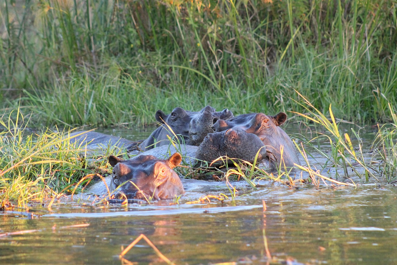 hippo africa safari free photo
