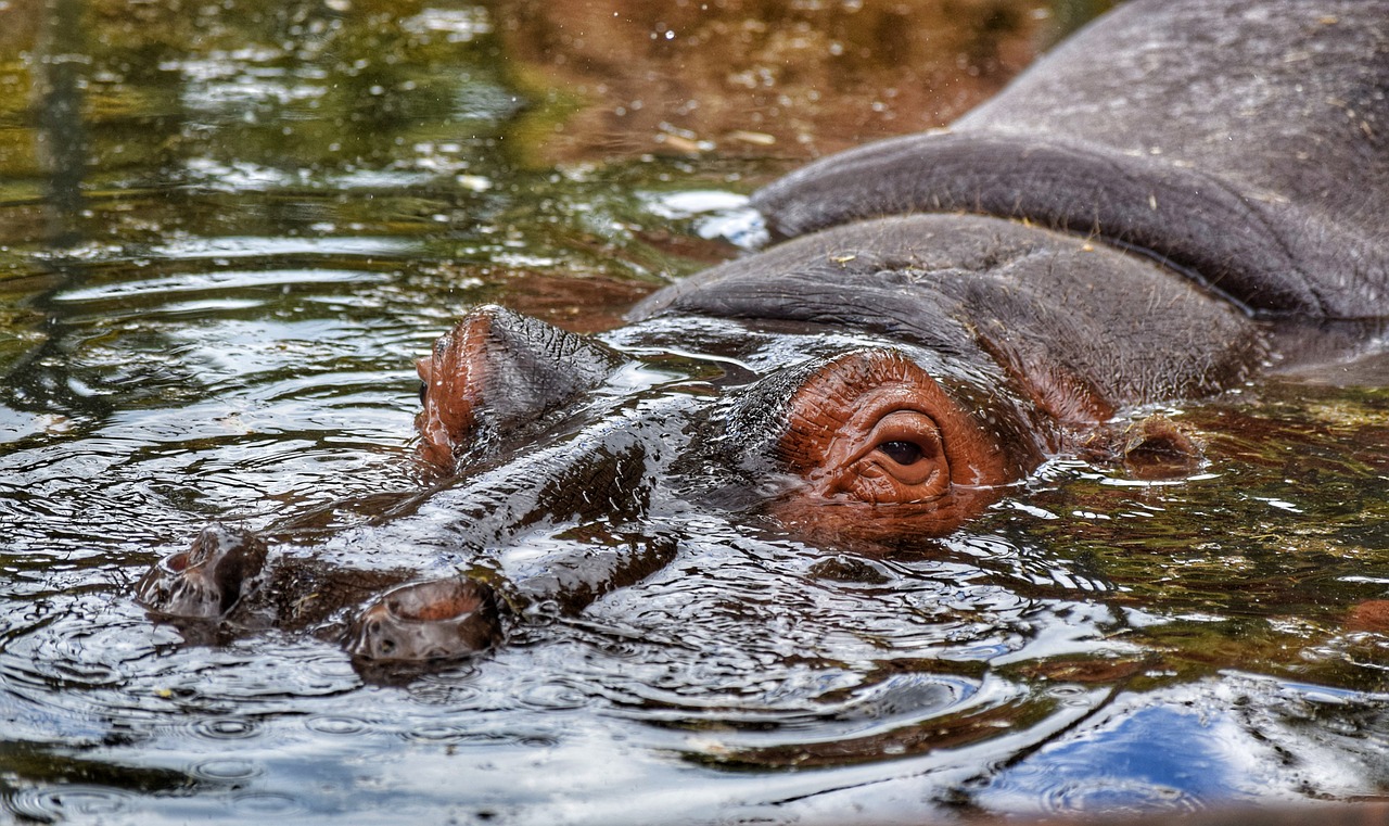 hippo hippopotamus animal free photo