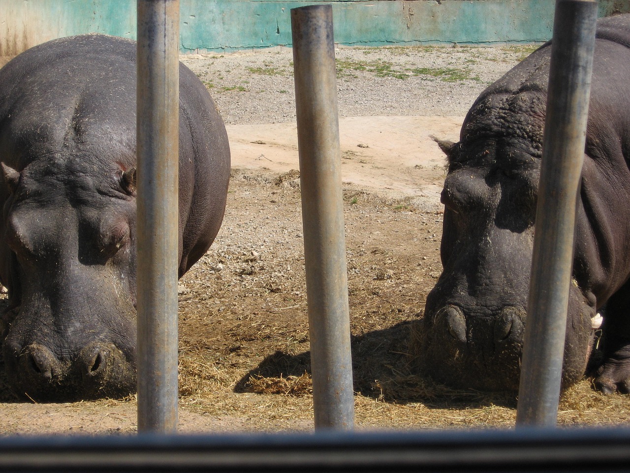 hippo zoo hippopotamus free photo