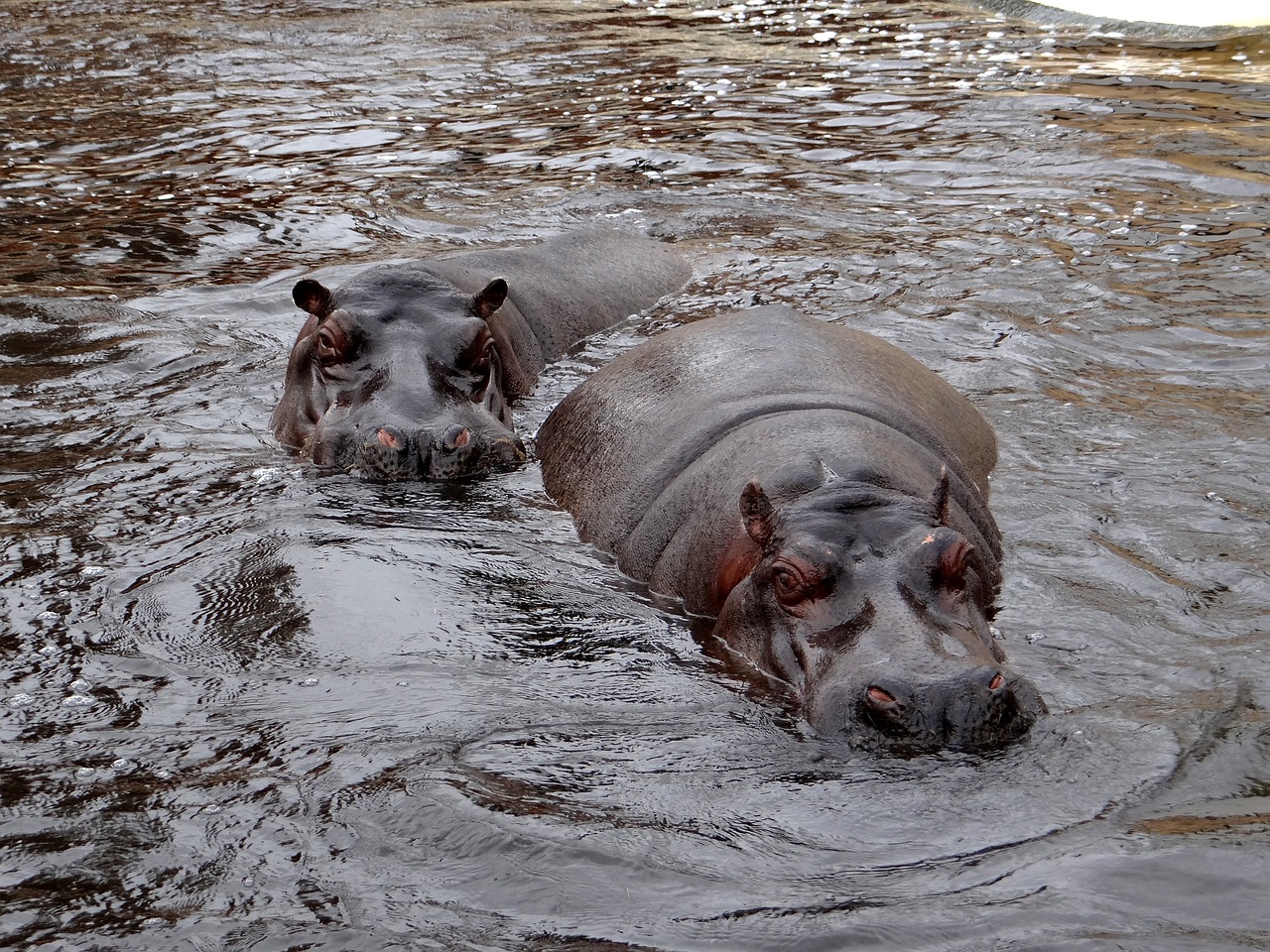 hippo nature water free photo