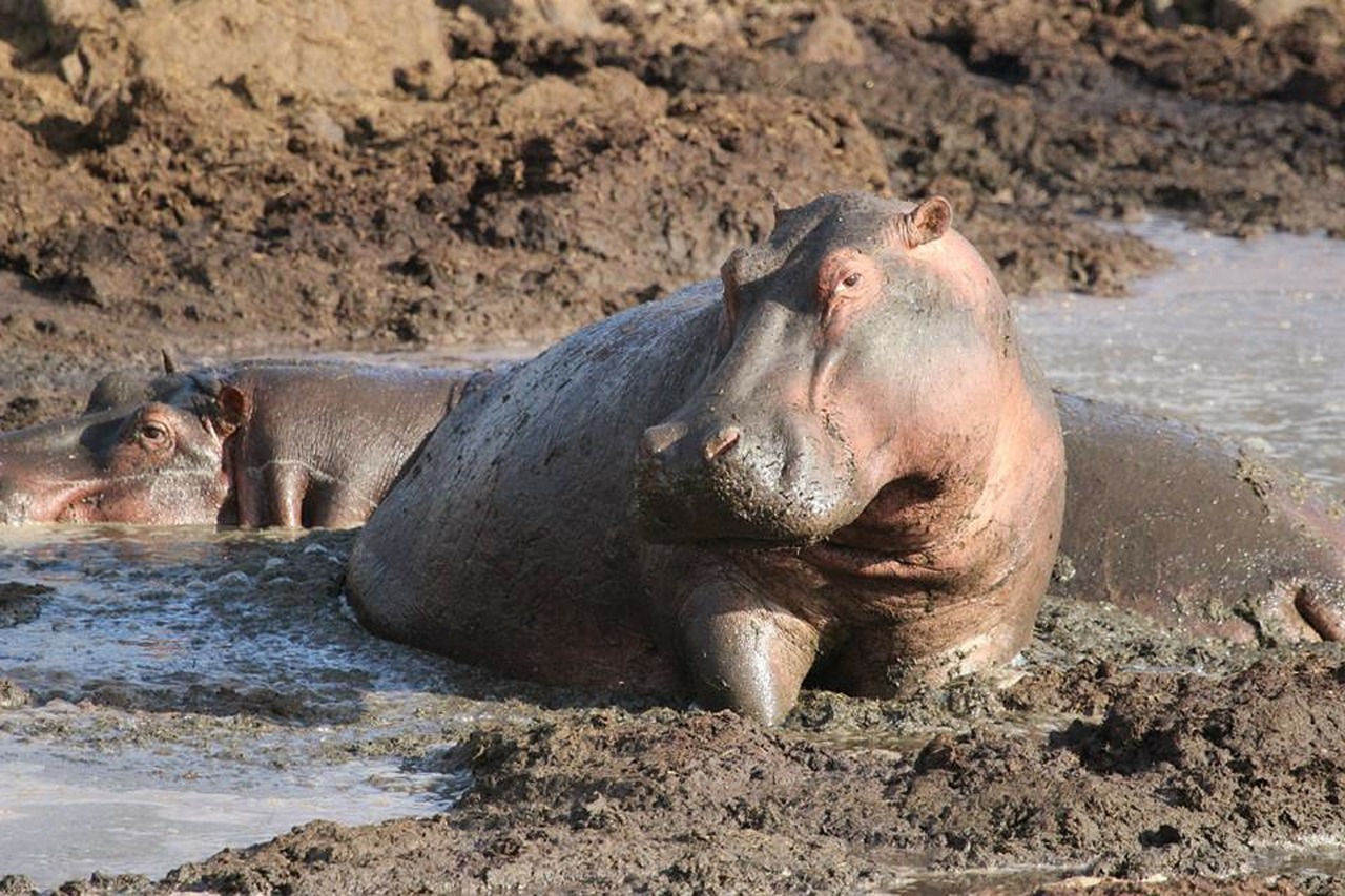 hippo hippopotamus animal free photo