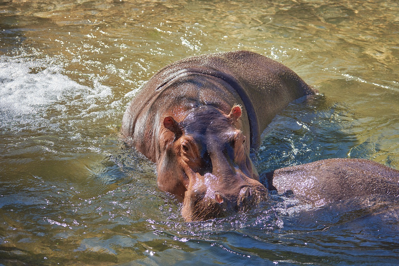 hippo river water free photo