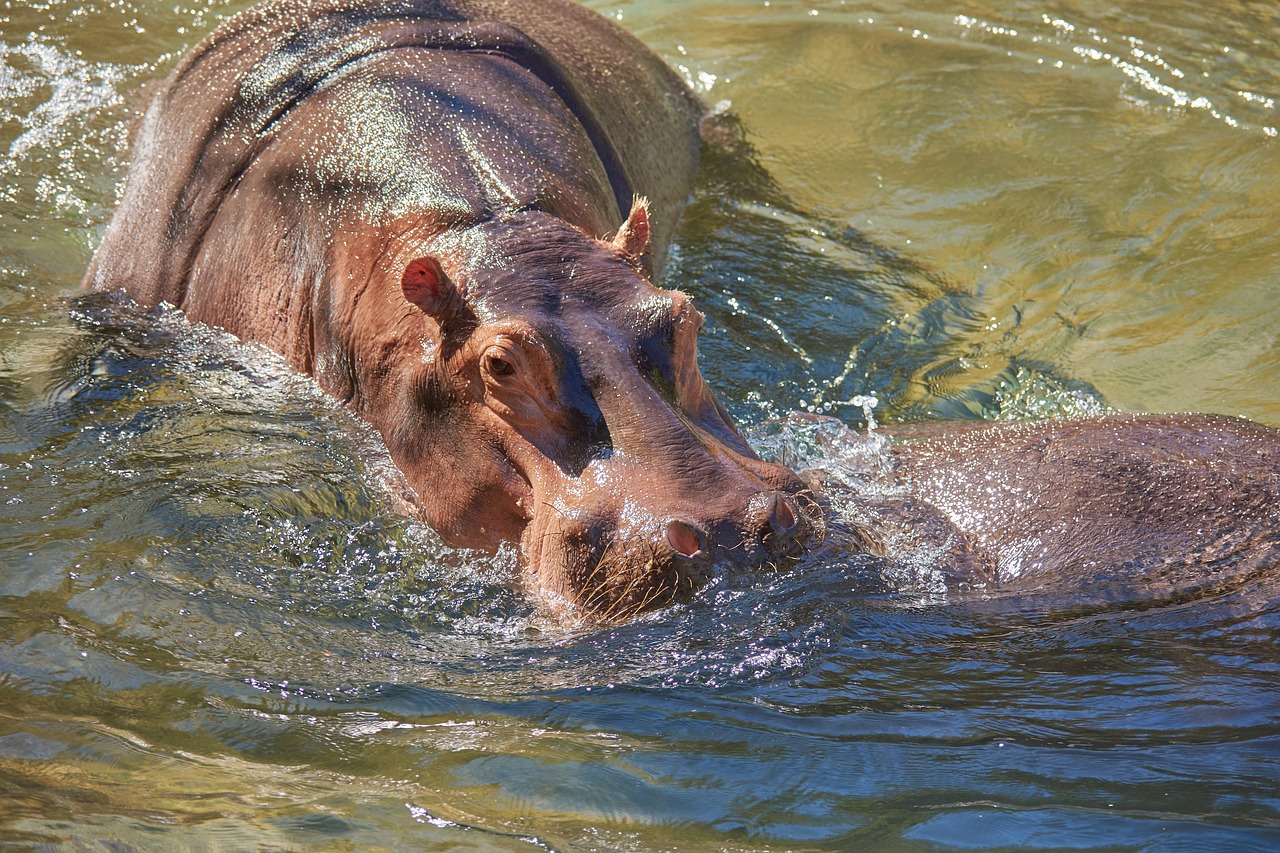hippo river water free photo