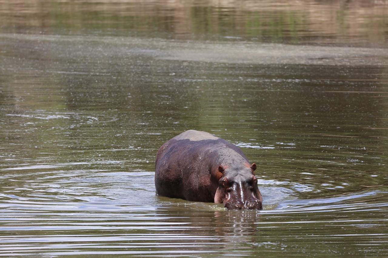 hippo wildlife safari free photo