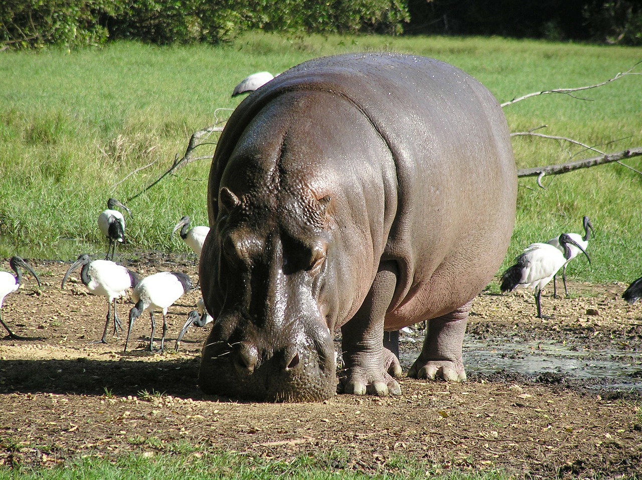 hippo river hippopotamus free photo
