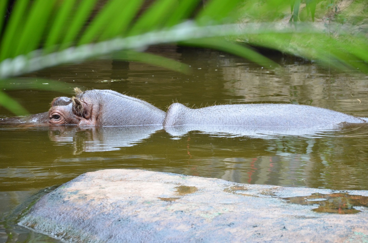 hippo hippopotamus zoo free photo