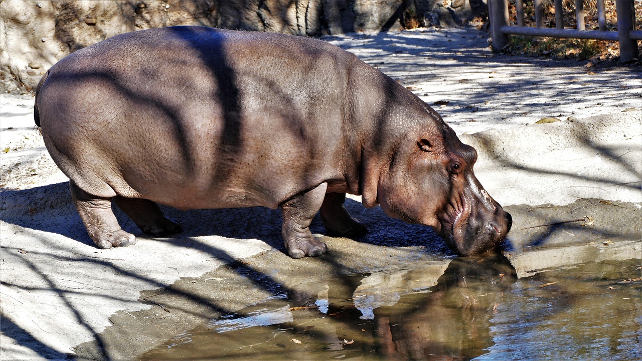 hippo animal hippopotamus free photo