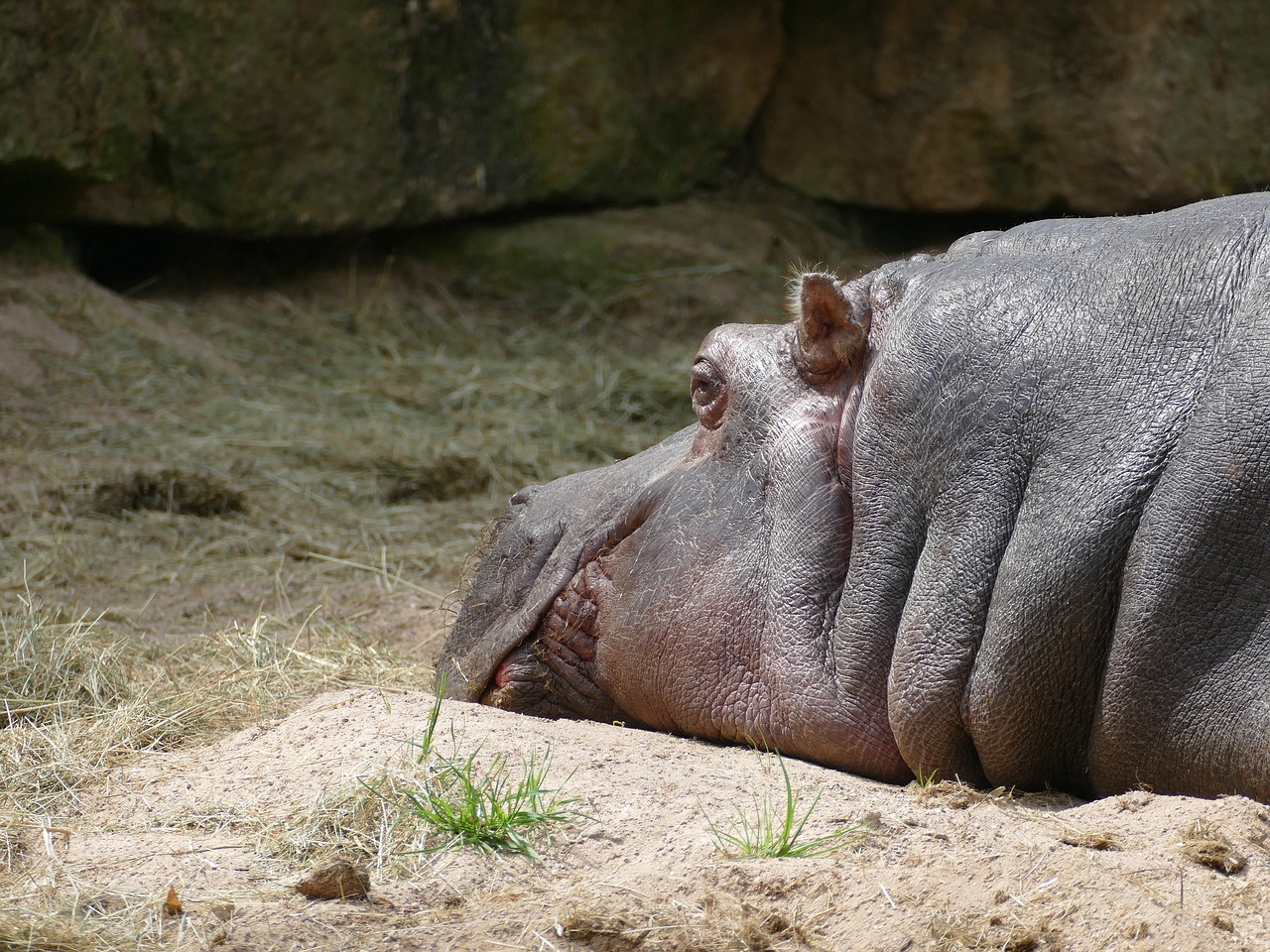 hippo  mammal  animal free photo