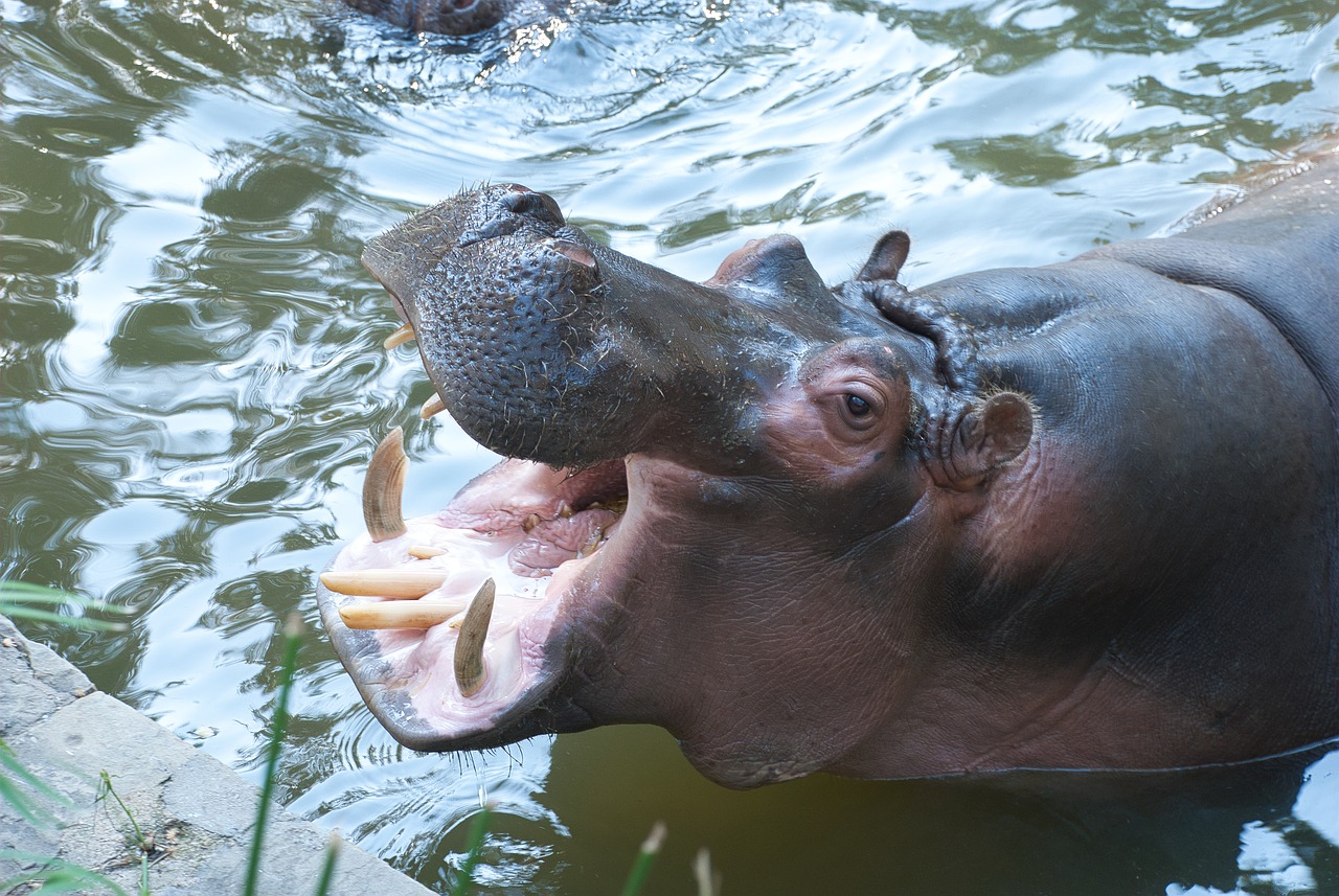 hippo  teeth  mouth free photo