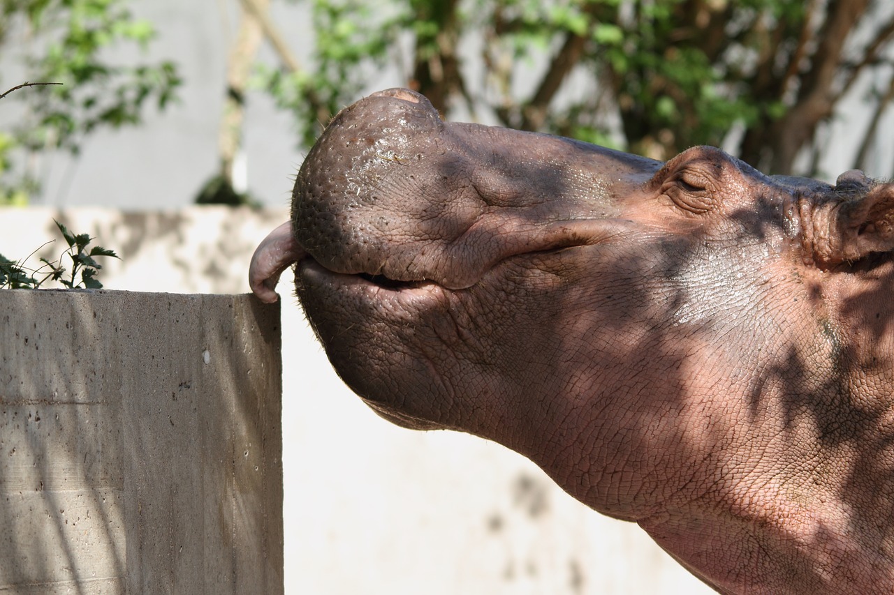 hippo  zoo  funny free photo