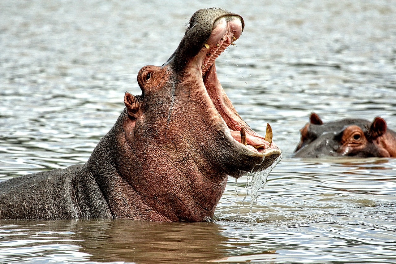 hippo  animals  africa free photo