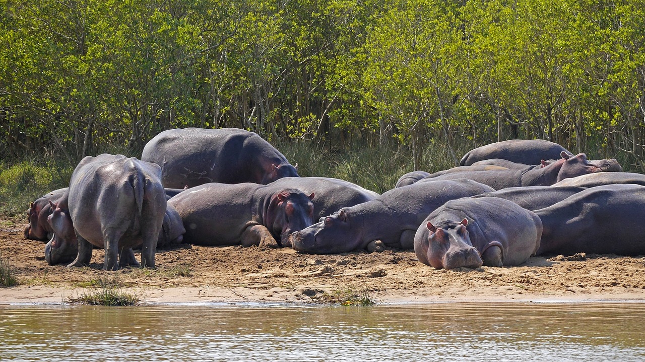 hippo  group  lazy free photo