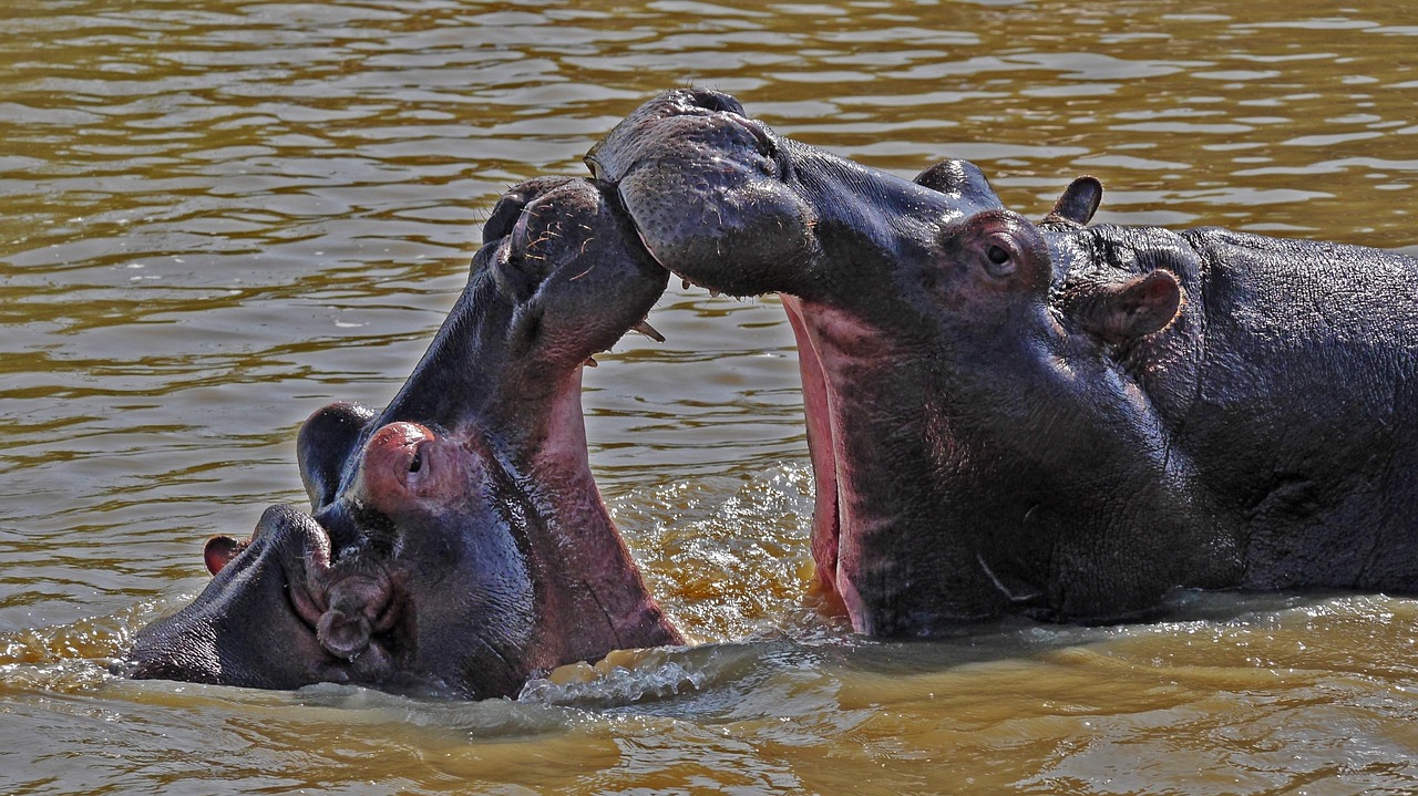 hippo  play  wild free photo