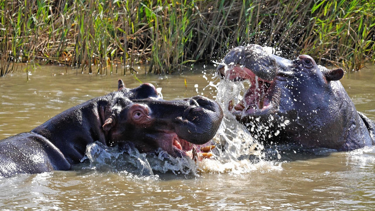 hippo  play  wild free photo