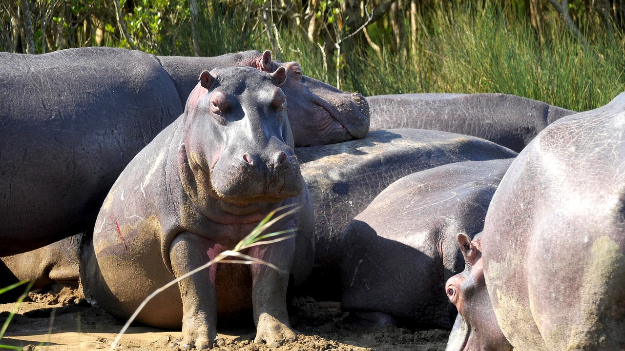 hippo  young  group free photo