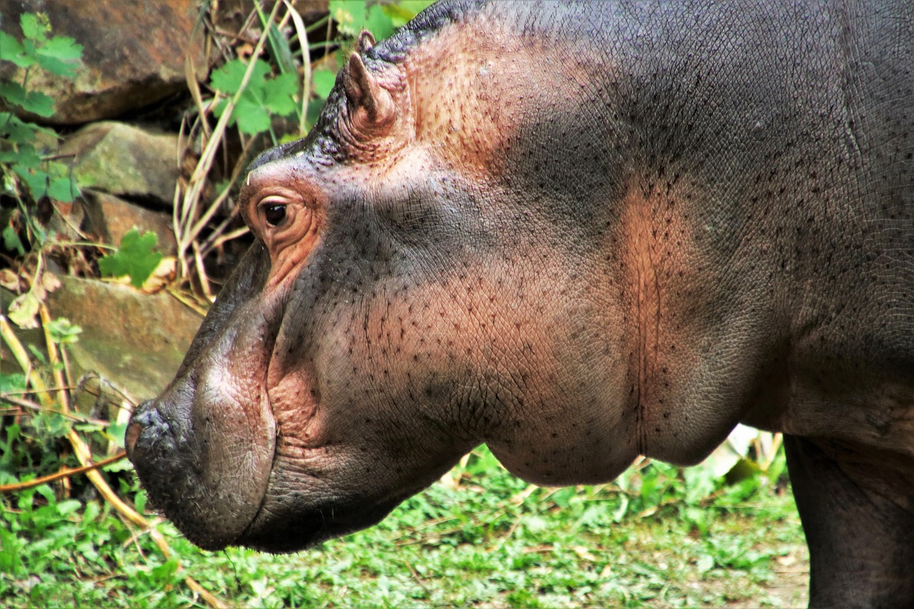 hippo  animal  fat free photo