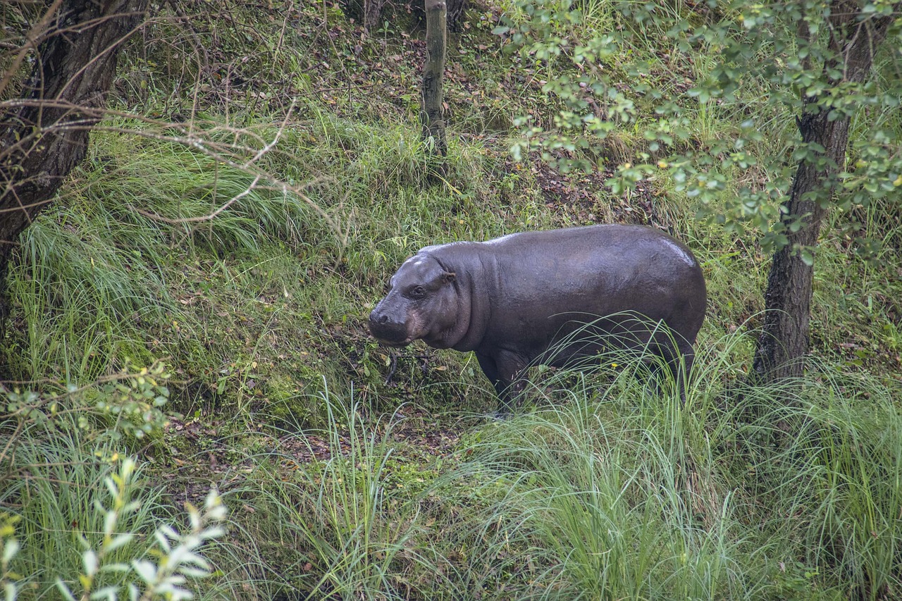 hippo  park  animals free photo