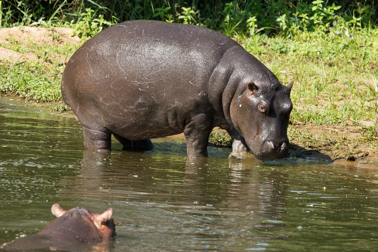 hippo hippopotamus weight-loss free photo