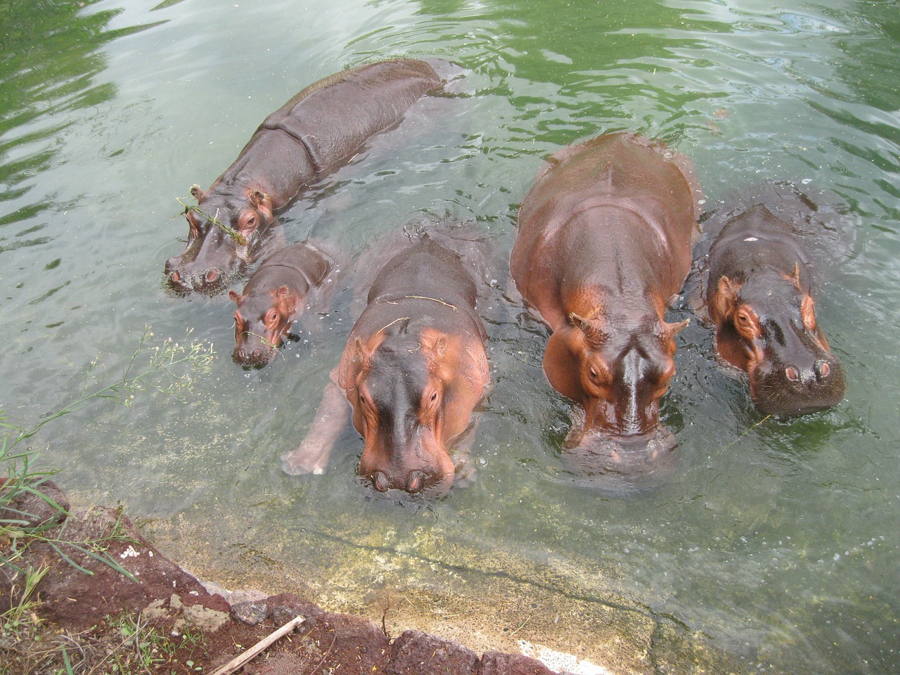 hippo africa grey free photo