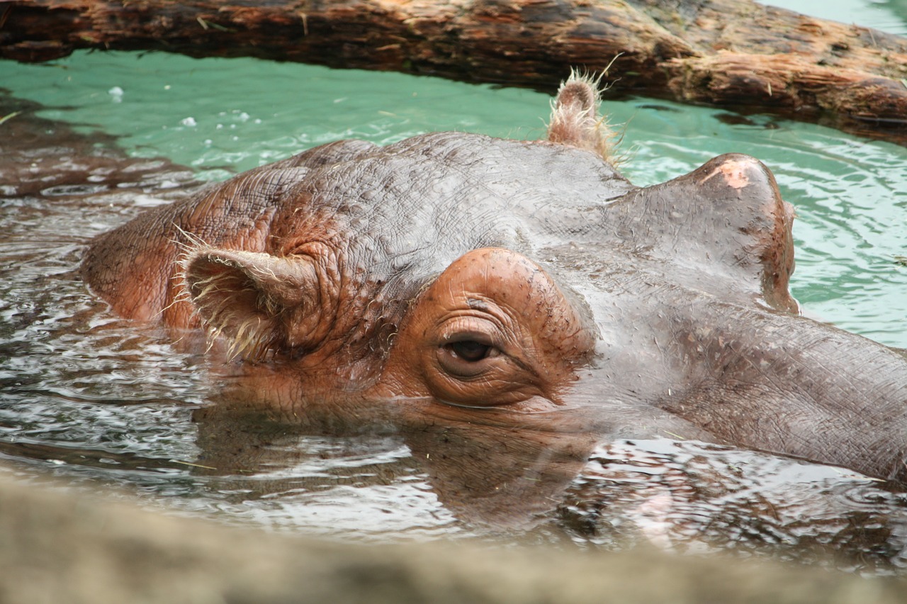 hippo  head  animal free photo