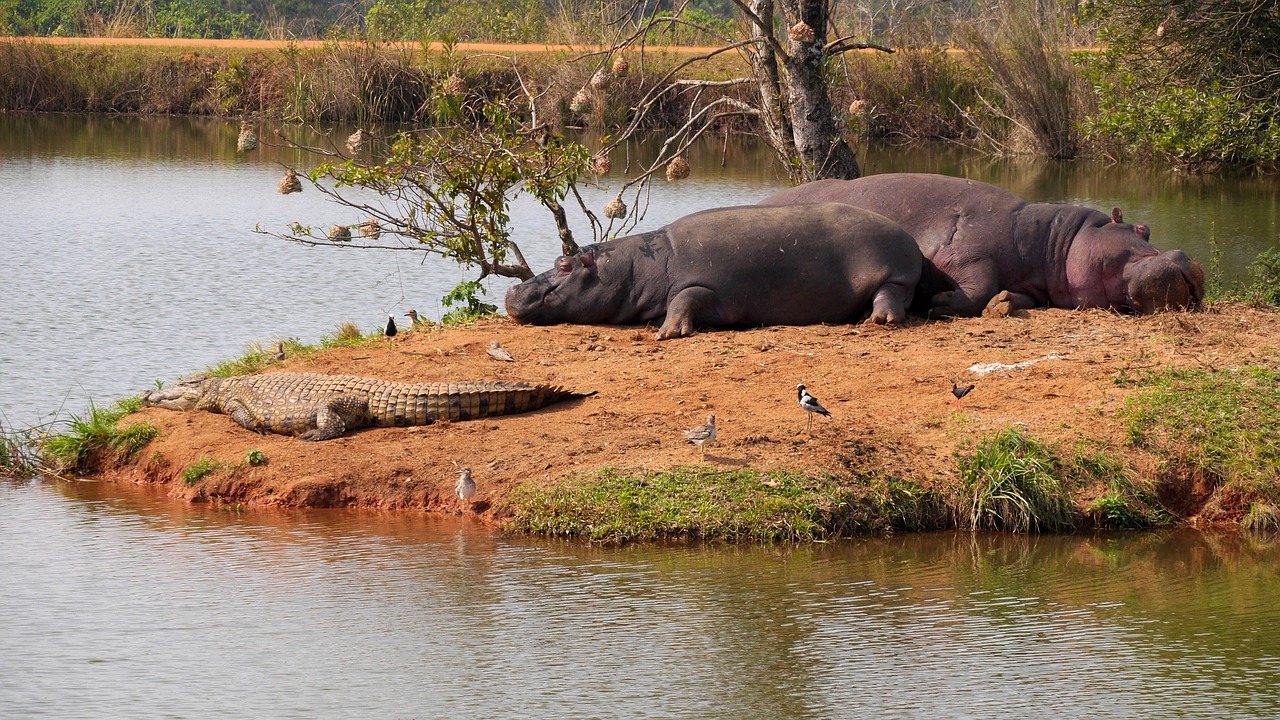 hippo  crocodile  safari free photo