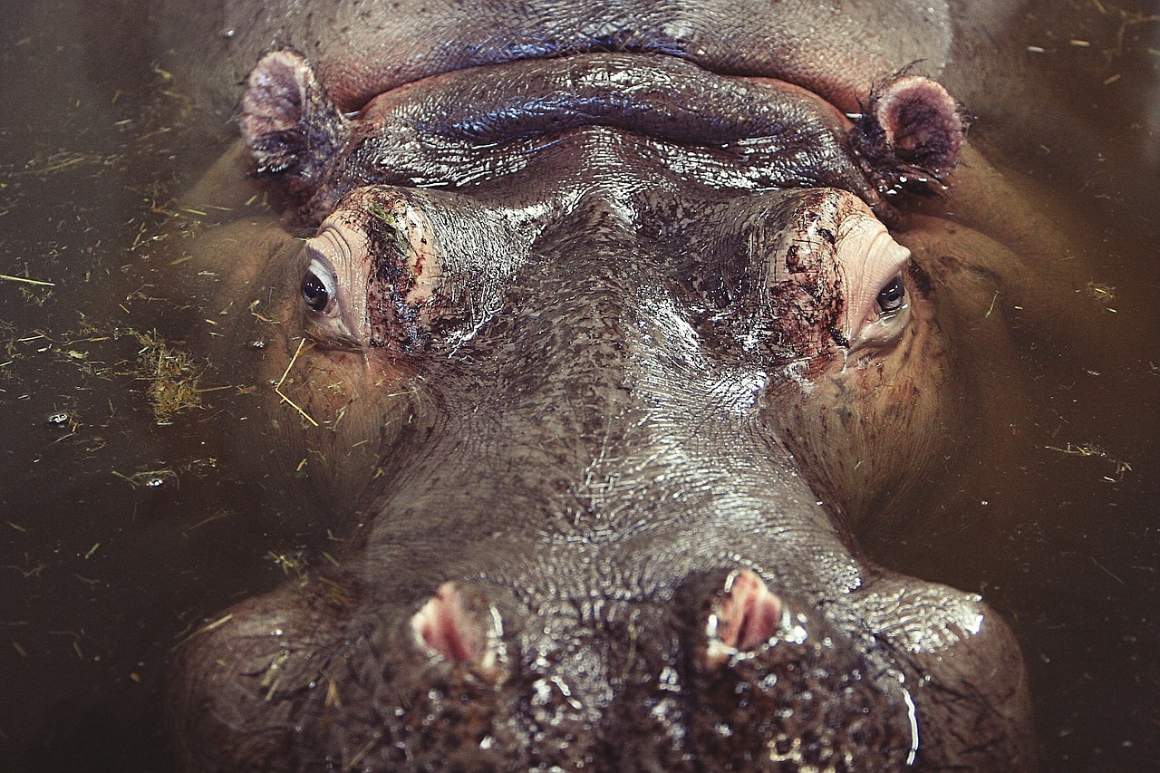 hippo hippopotamus animal free photo