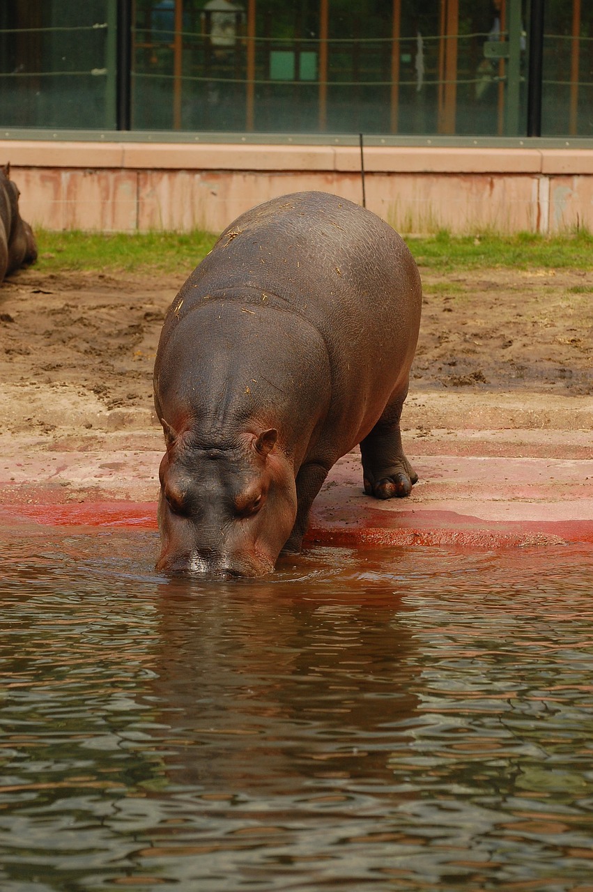 hippo  water  hippopotamus free photo