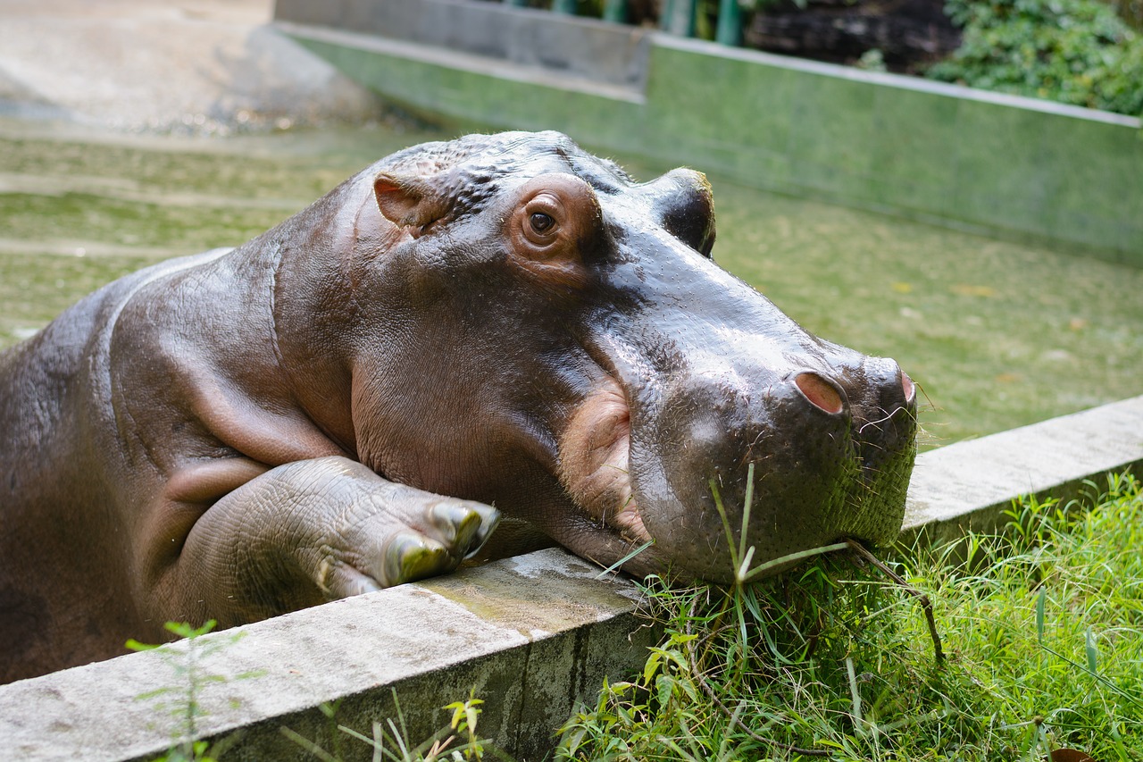 hippo  animal  zoo free photo