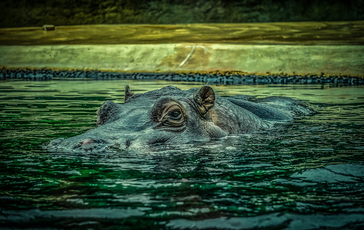 hippo  hippopotamus  water free photo