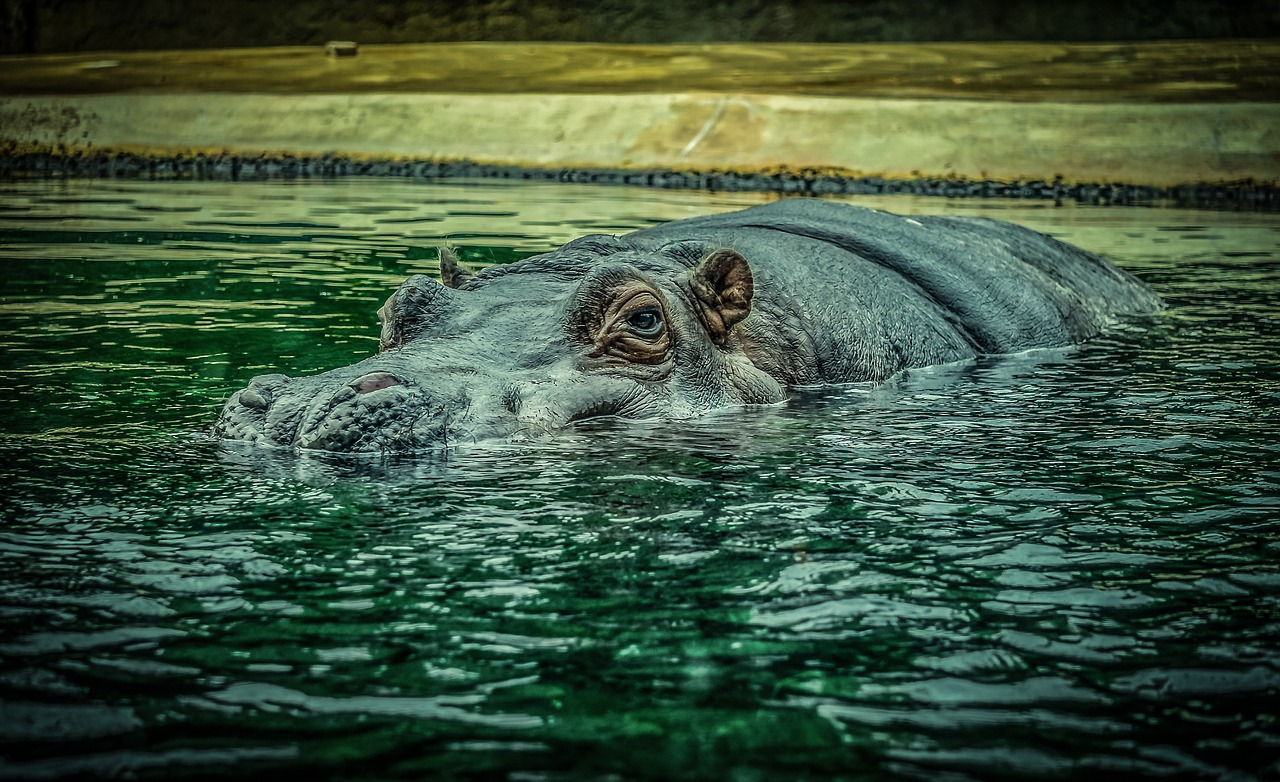 hippo  hippopotamus  water free photo