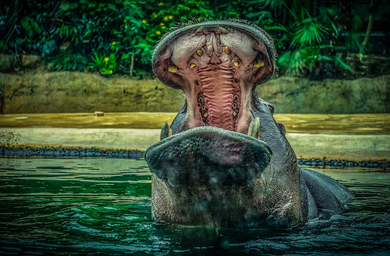 hippo  hippopotamus  water free photo