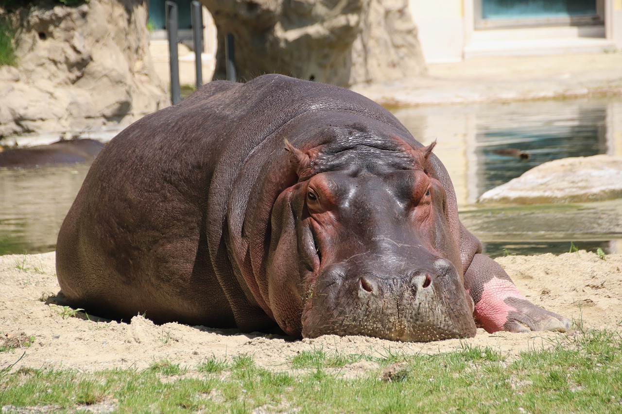 hippo  pachyderm  amphibian free photo