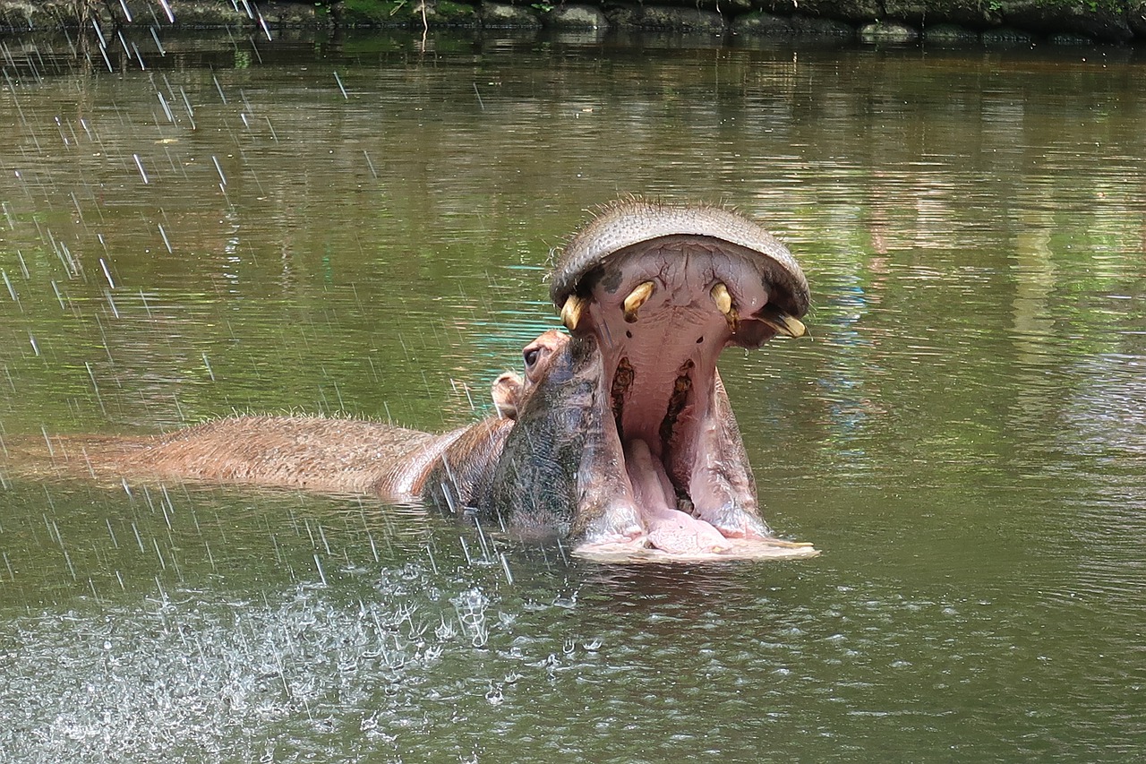hippo  predator  teeth free photo