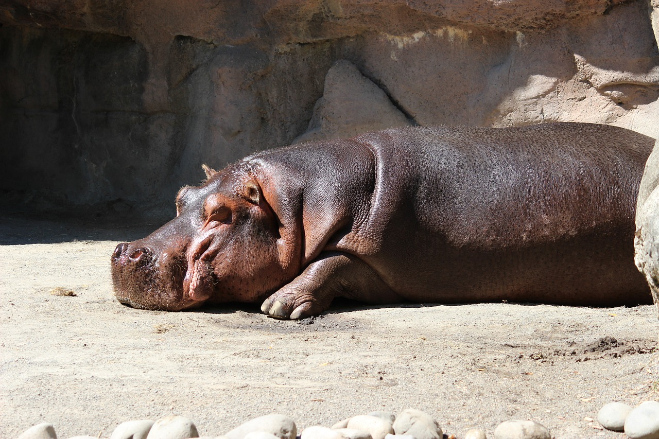 hippo hippopotamus water free photo