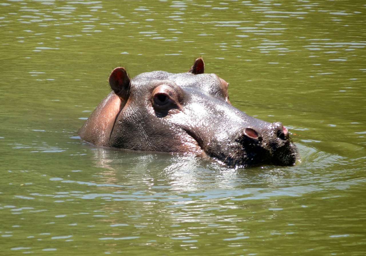 hippo africa nature free photo