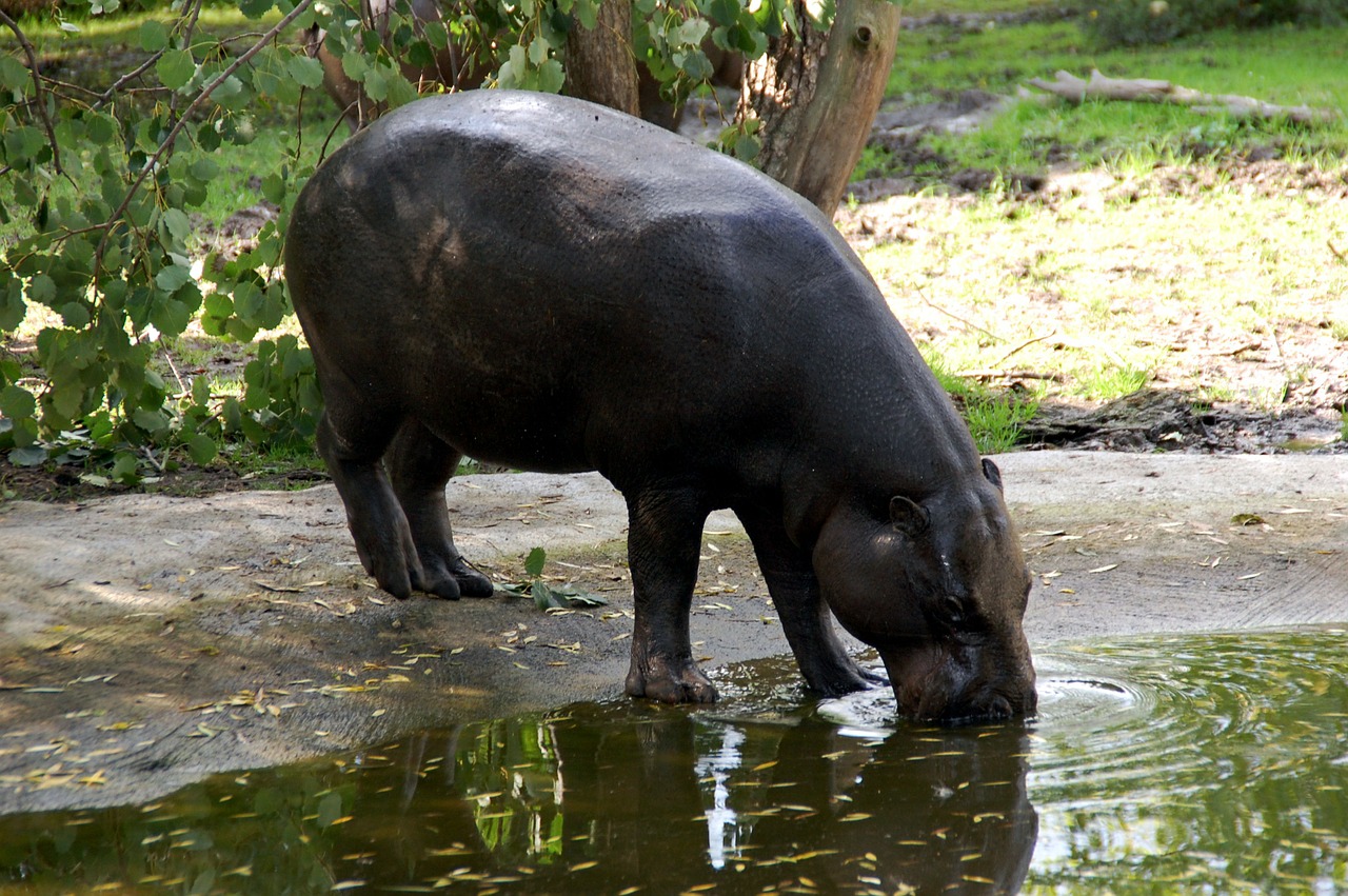 hippo hippopotamus wildlife free photo