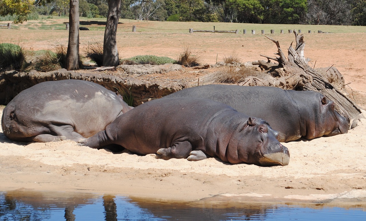 hippo hippopotamus animal free photo