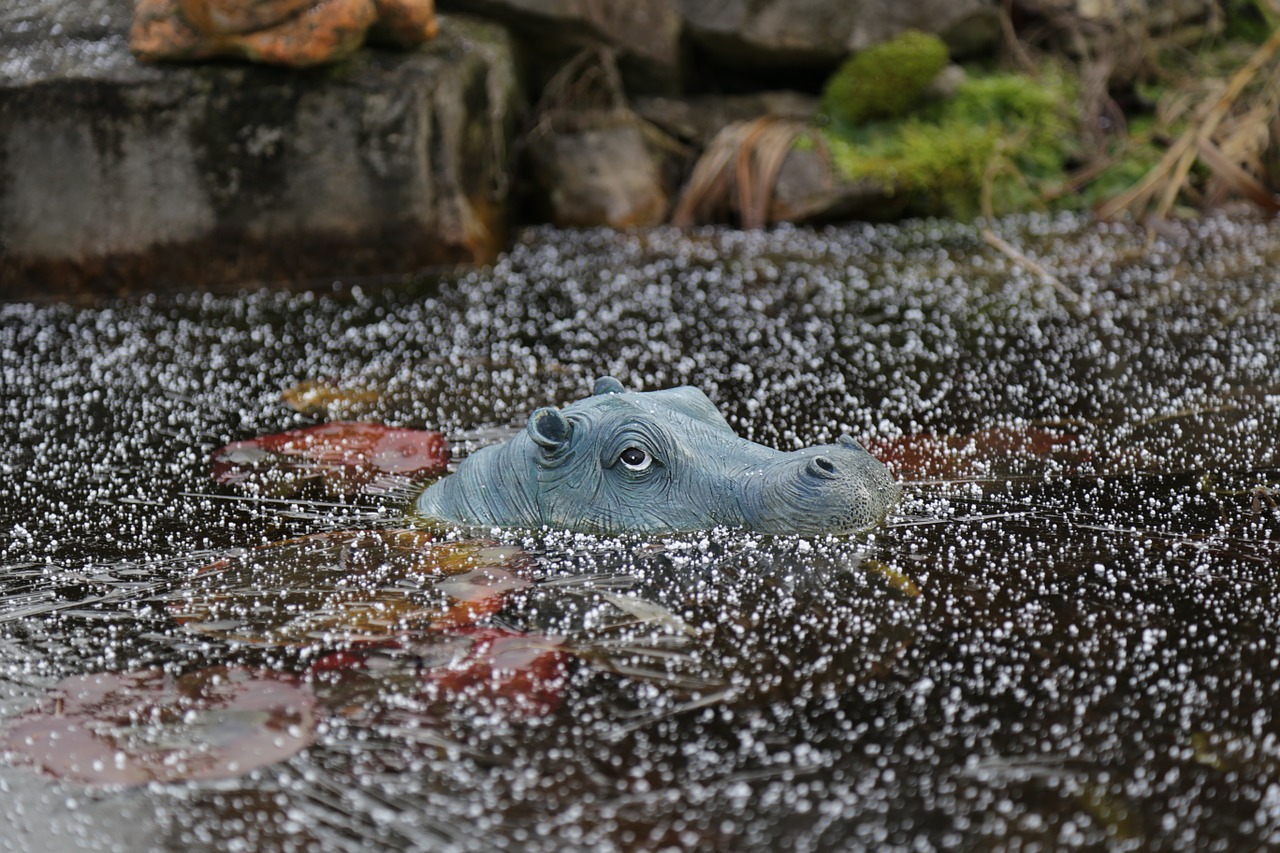 hippo nature ice free photo