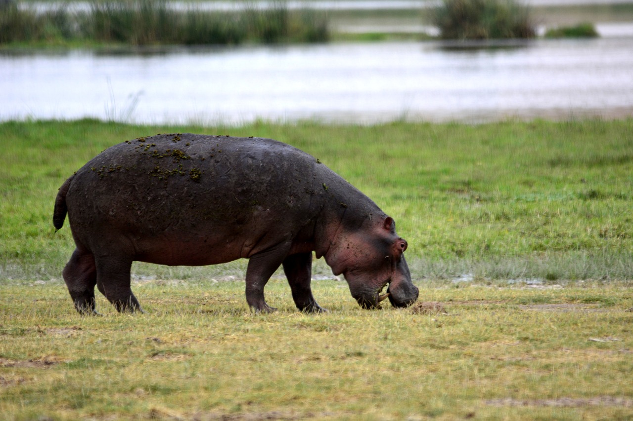 hippo amboseli africa free photo