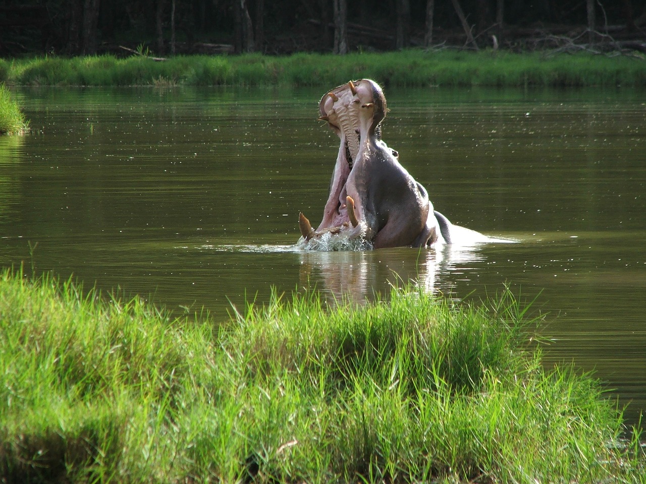 hippo kenya africa free photo