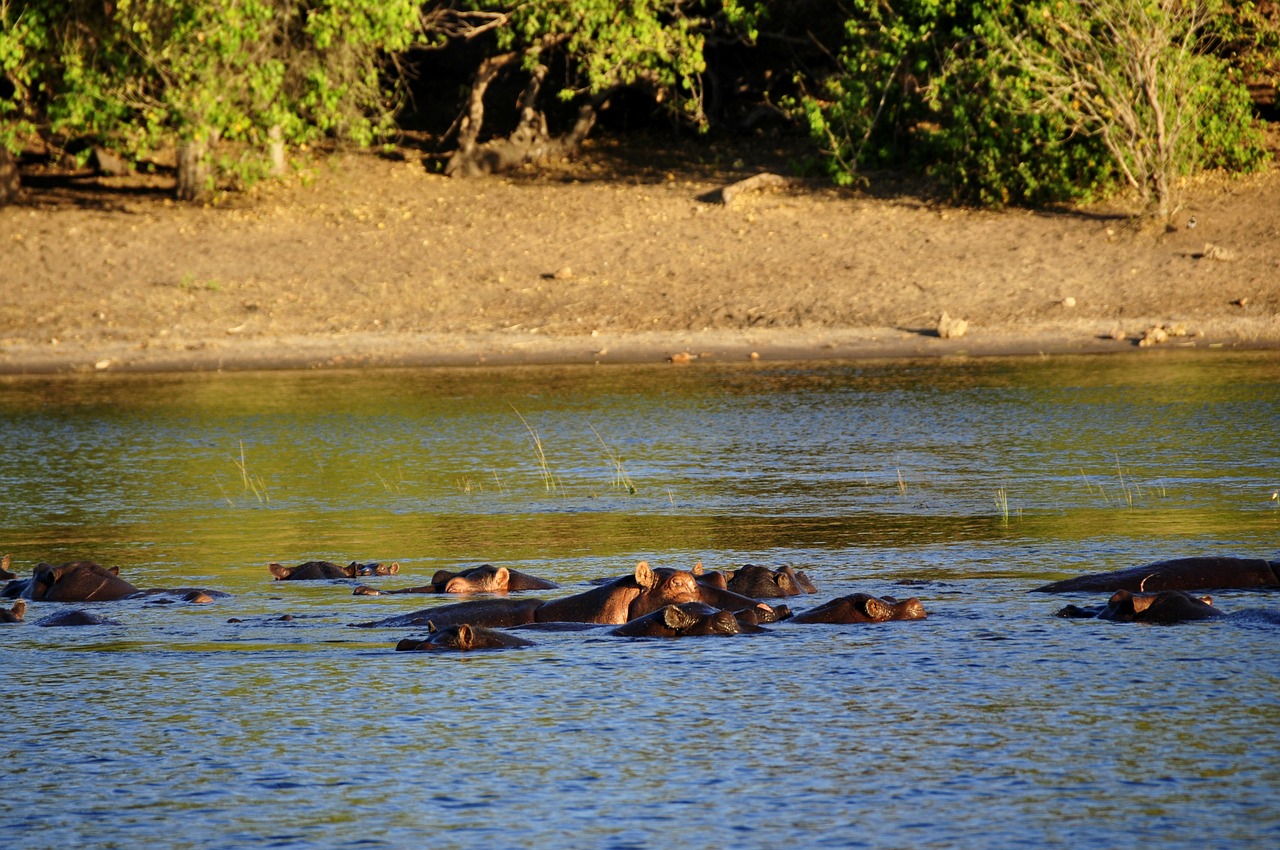 hippo hippopotamus river free photo