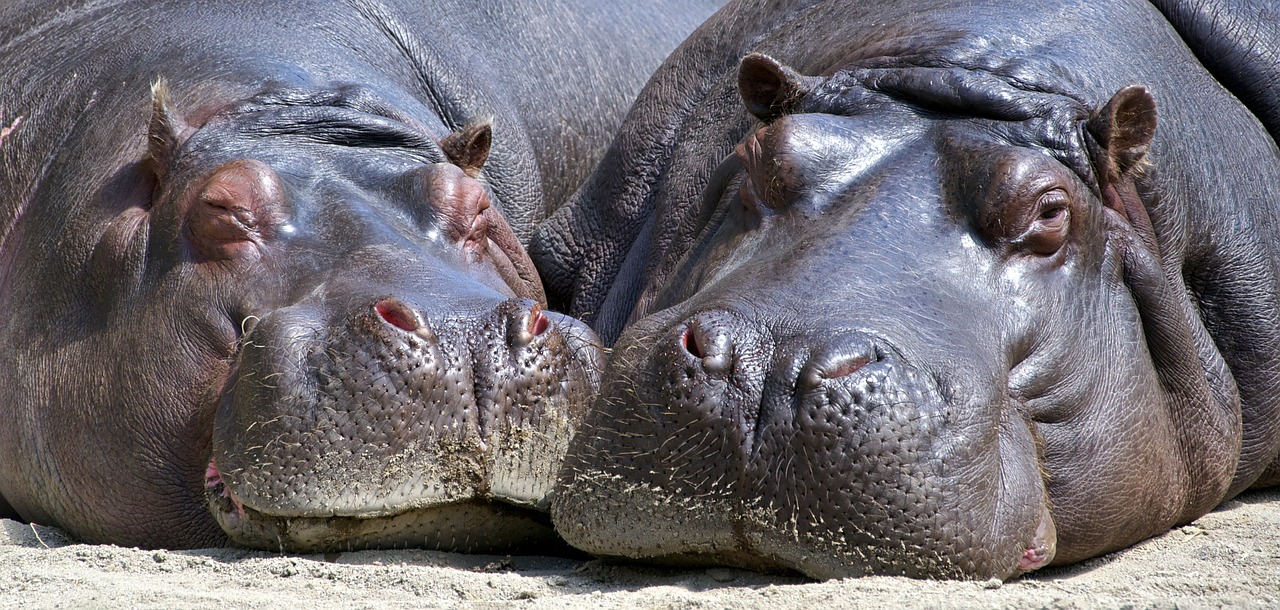 hippo mammal wildlife free photo