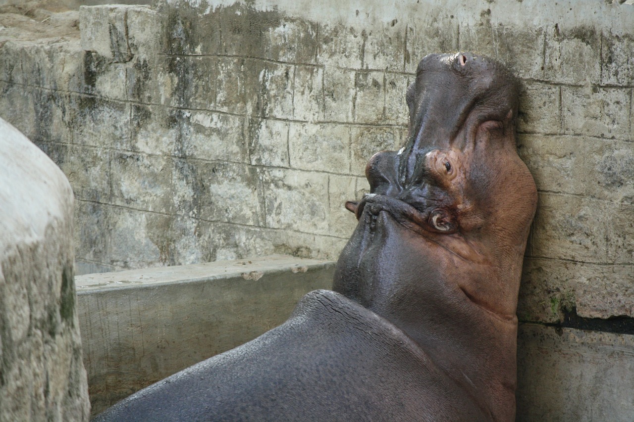 hippo fat lazy free photo