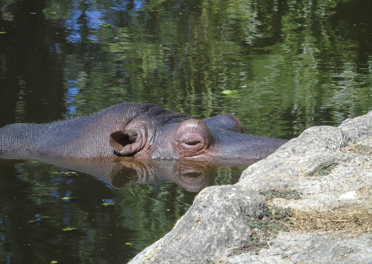 hippo wildlife africa free photo