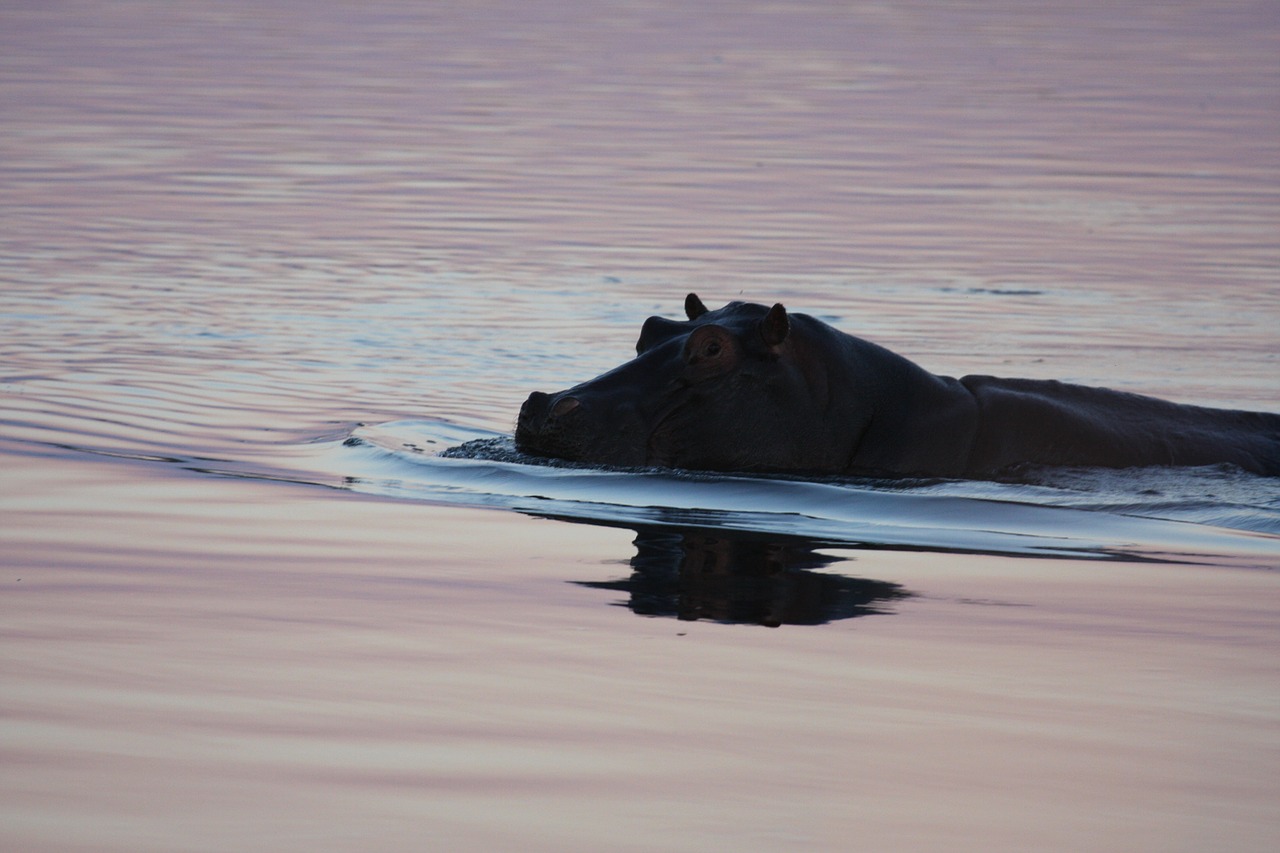 hippo swimming namibia free photo
